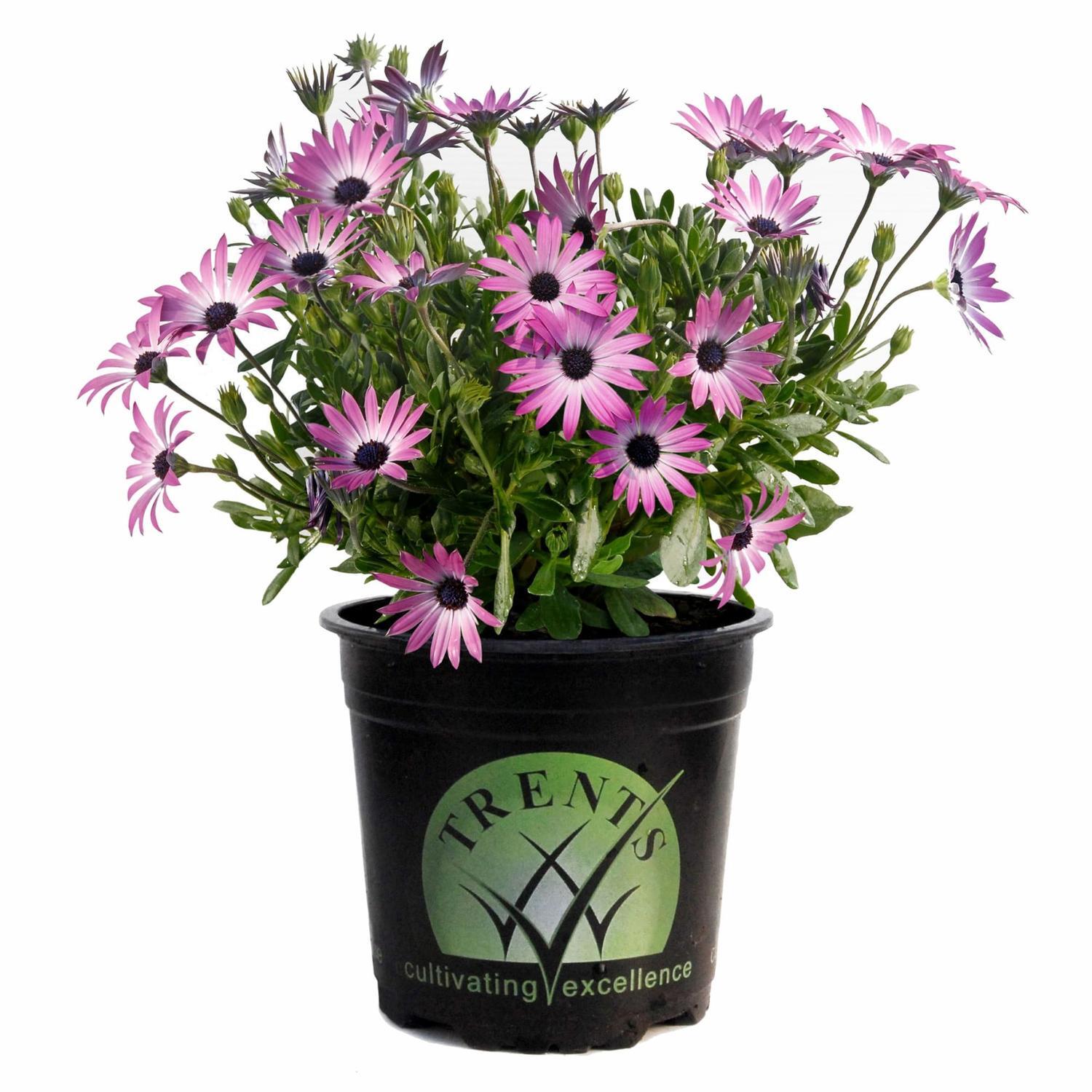 Osteospermum Daydream
