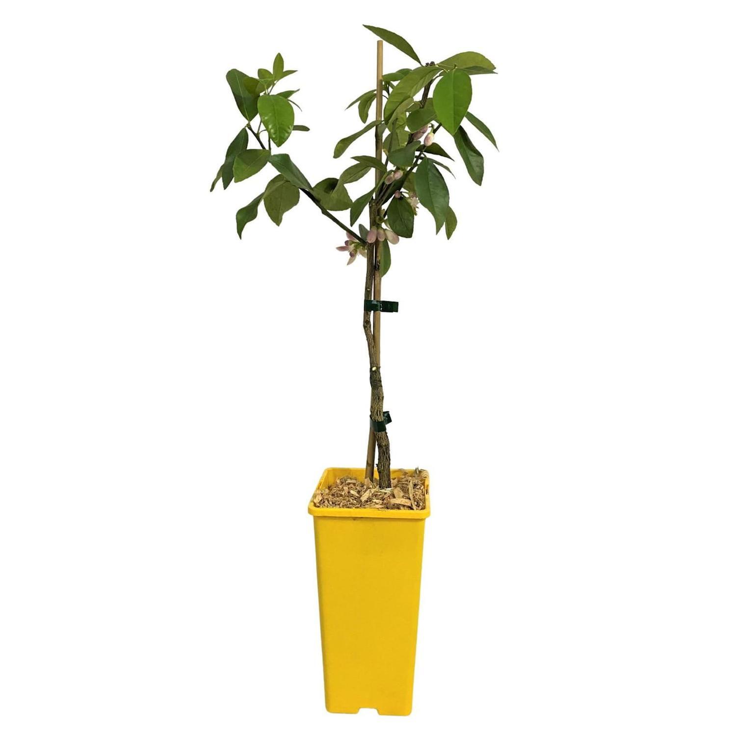 Dwarf Lemonade