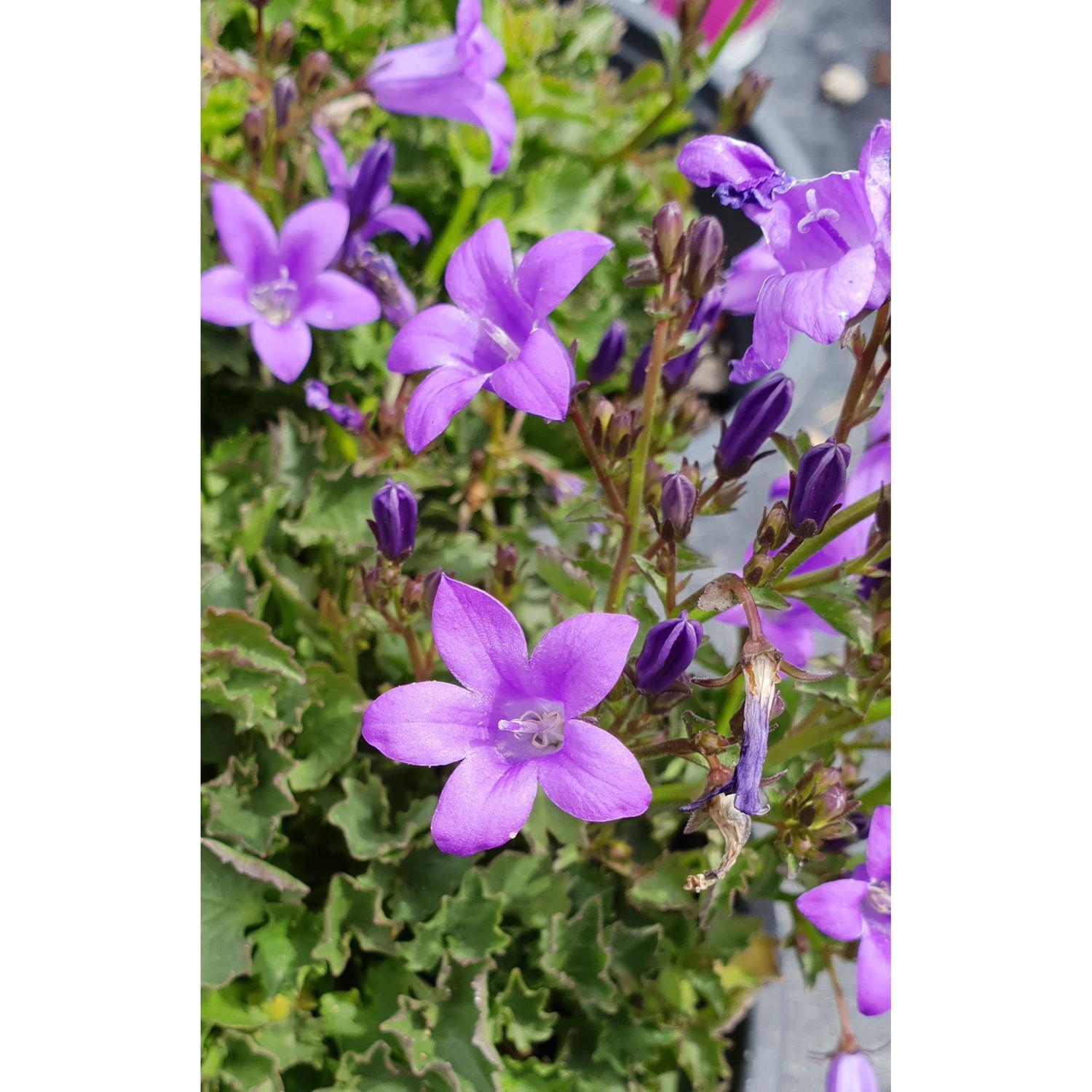 Campanula Resholdts