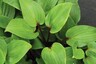 Hosta Purple Heart