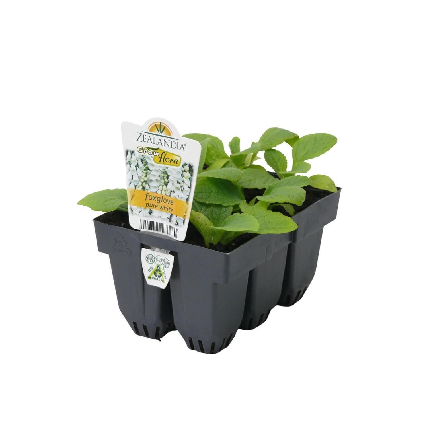 Foxglove Pure