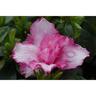 Azalea