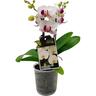 Minature Moth Orchid