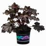 Heuchera 'Black Taffeta'