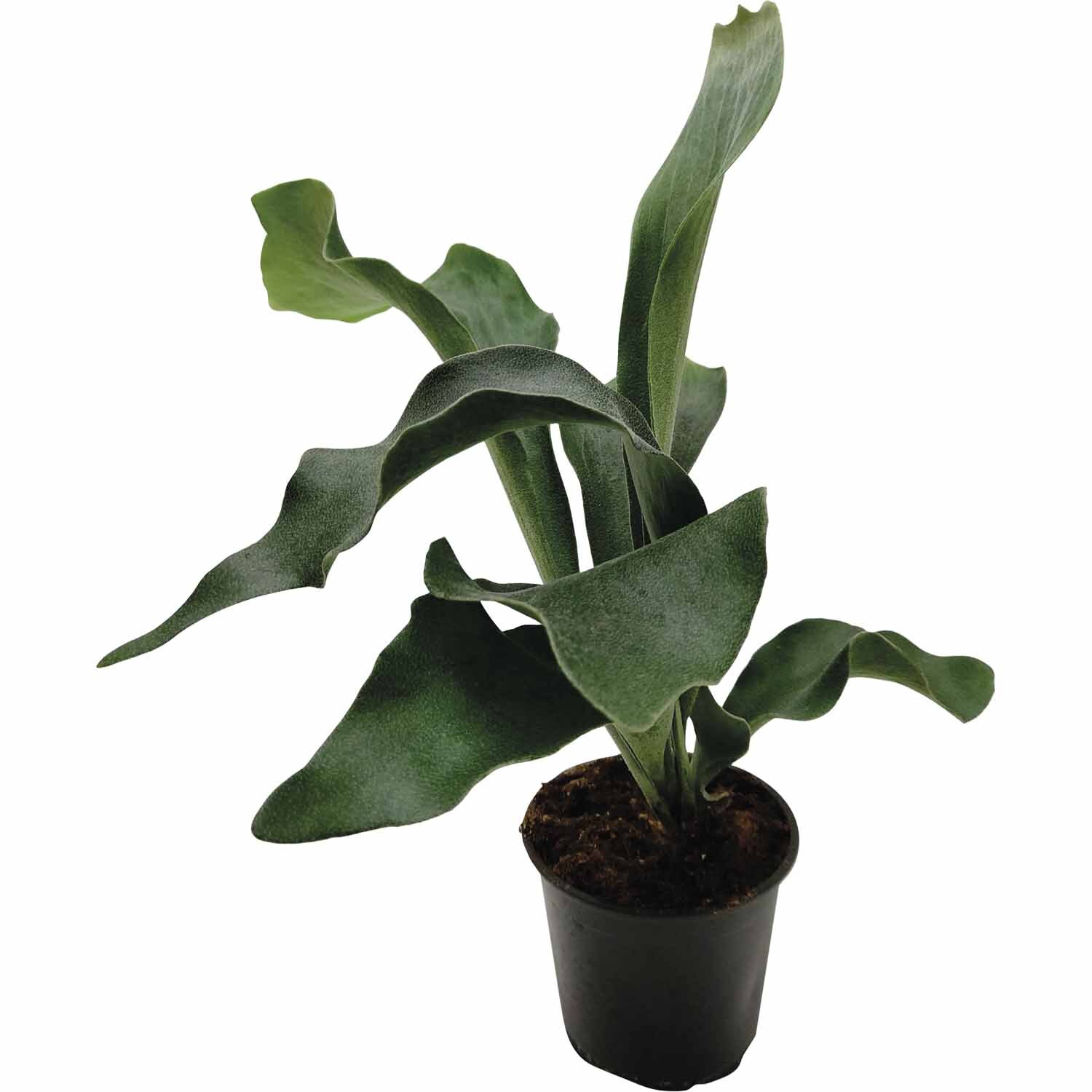 Platycerium Bifurcatum