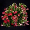 Mandevilla 'Stars & Stripes'