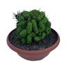 Cacti Assorted