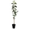 Apple Dwarf 'Akane' 4.7 litre