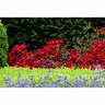 Flower Carpet Rose