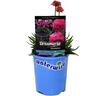 Premium Waterwise 12cm Assorted