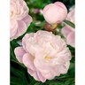 Paeony Double 'Gardenia'