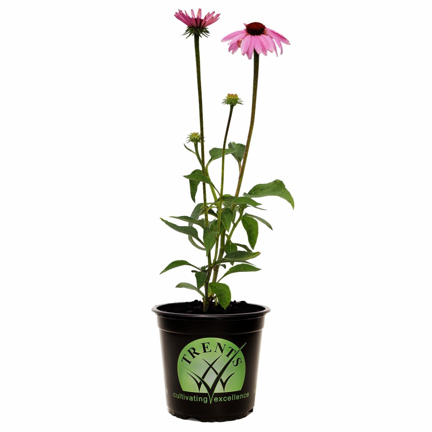 Echinacea Purpurea Magnus