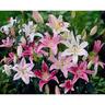 Lily Oriental Mixed 5 Pack