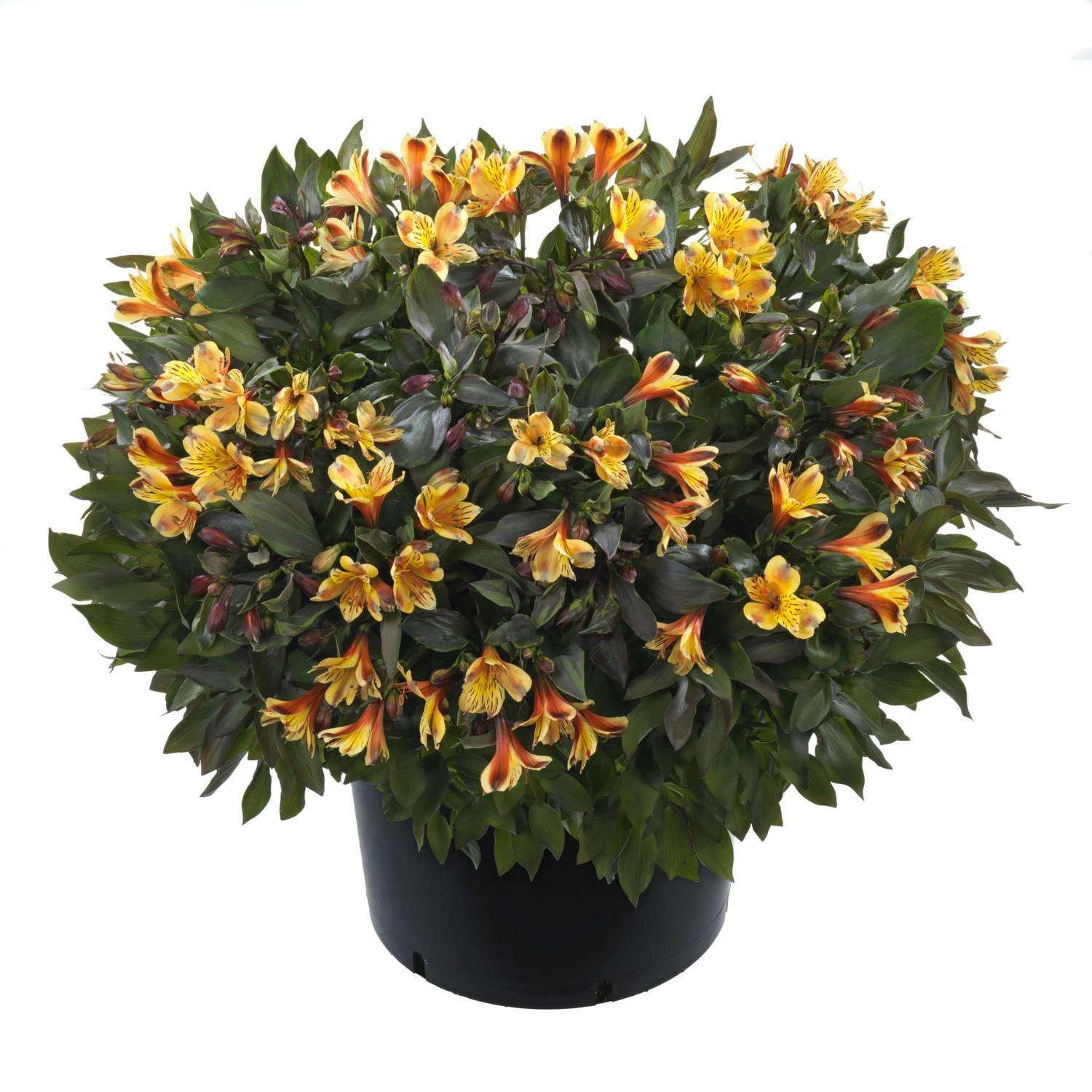 Alstroemeria Summer Breeze