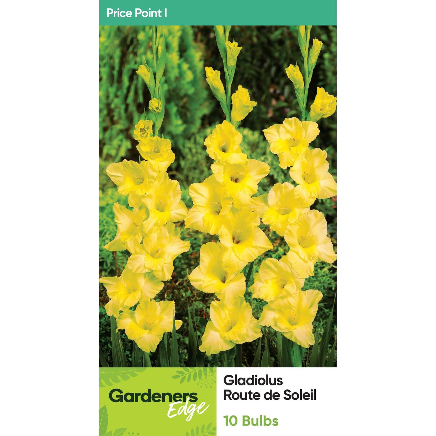 Gladioli Route Du Soleil 10 Pack