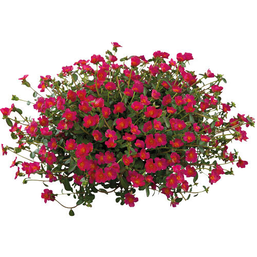 Portulaca Pizzaz Deep Pink