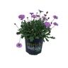 Brachyscome Brasco Purple 1.5 litre Purple