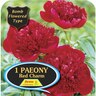 Paeony Bomb 'Red Charm' Pack of 1 Scarlet Red