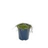 Pratia pusila 2 Litre