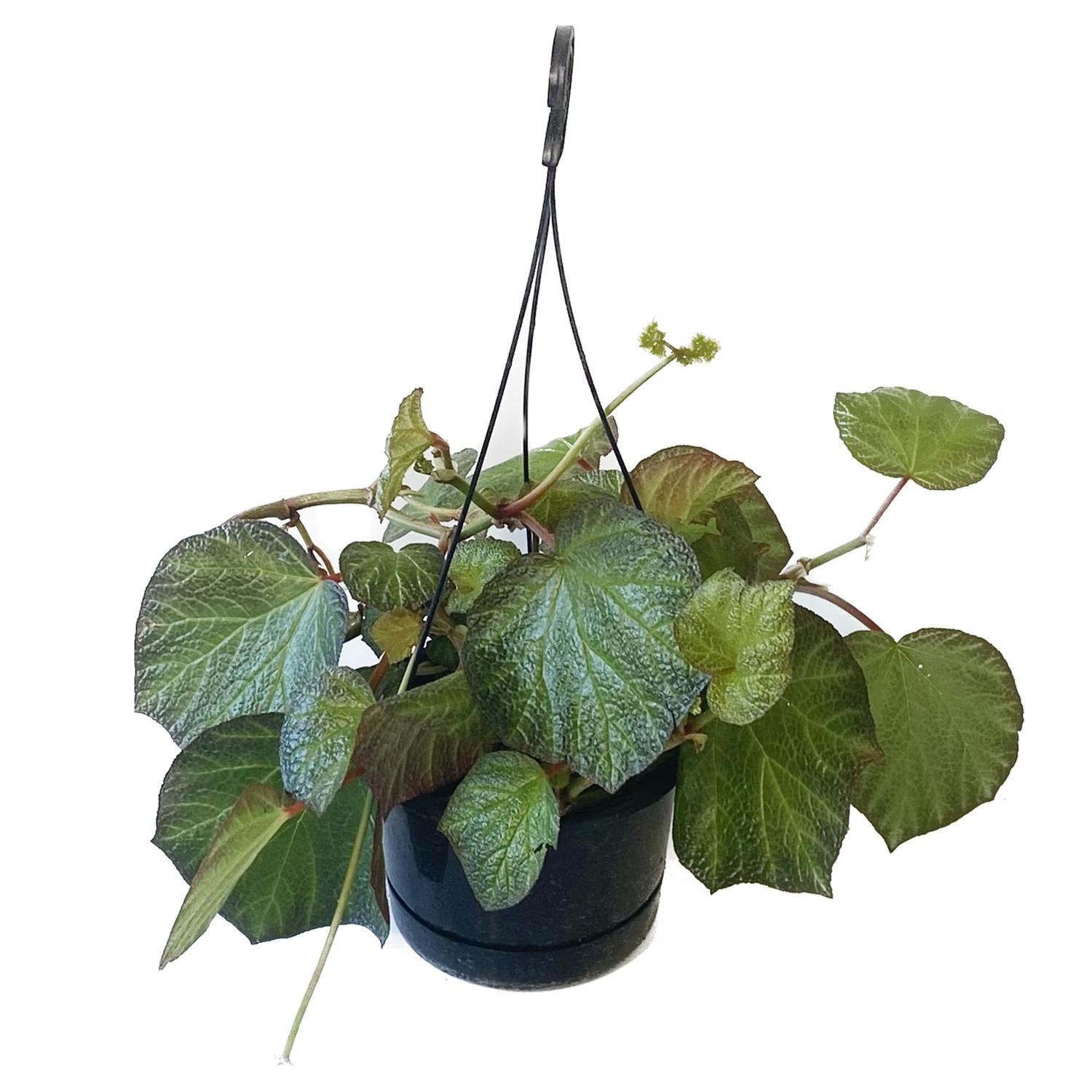 Begonia Boomer Basket 17.5cm