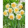 Daffodil Double Najeda 5 Pack
