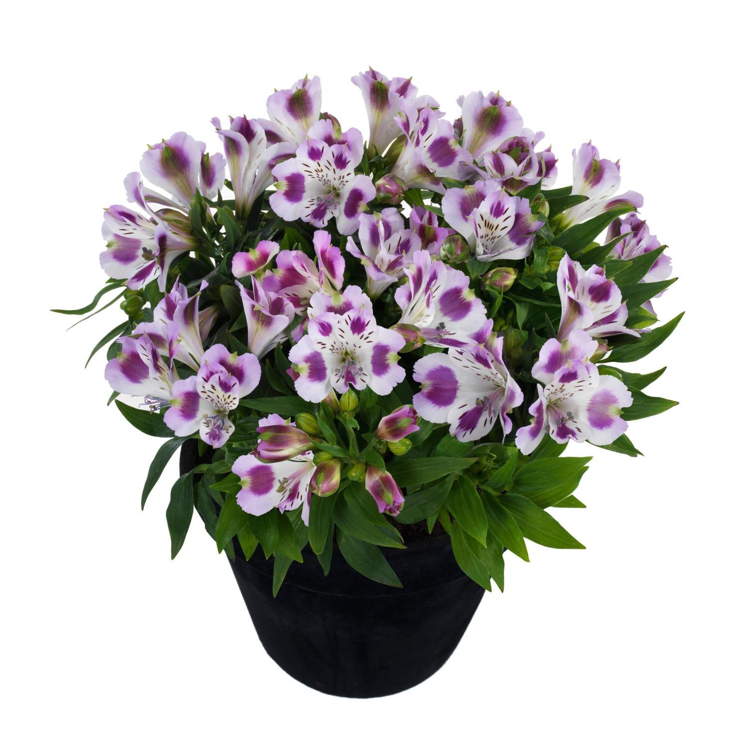 Alstroemeria Passion