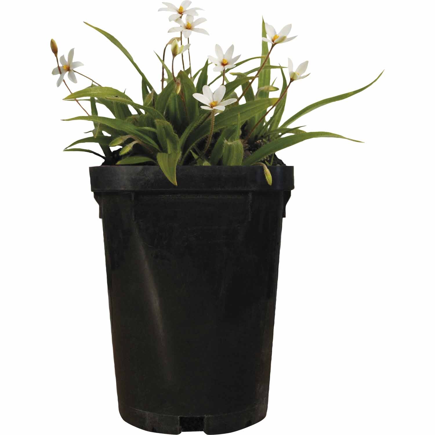 Rhodohypoxis X Hypoxis Parvula