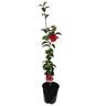 Camellia Japonica 'Roger Hall'