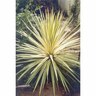Cordyline Albertii