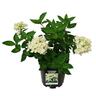 Hydrangea Bombshell