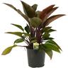 Foliage Assorted Specimen 6 litre