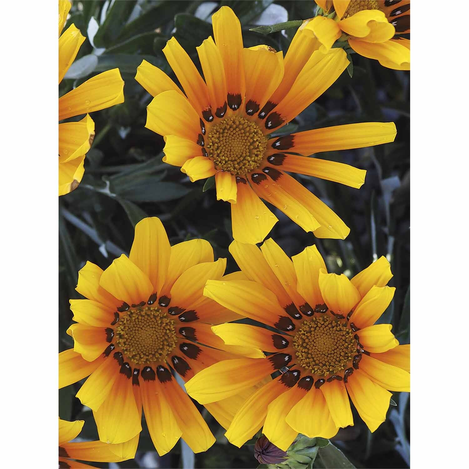 Gazania Takatu