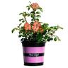 Flower Carpet Rose Coral