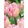 Tulip Double 'Foxtrot'