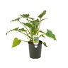 Philodendron Xandu