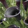 Calla Lily 'Black Panther'