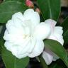Camellia Hybrid 'Cinnamon Cindy'