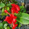 Vireya Red Mountain 3.3L