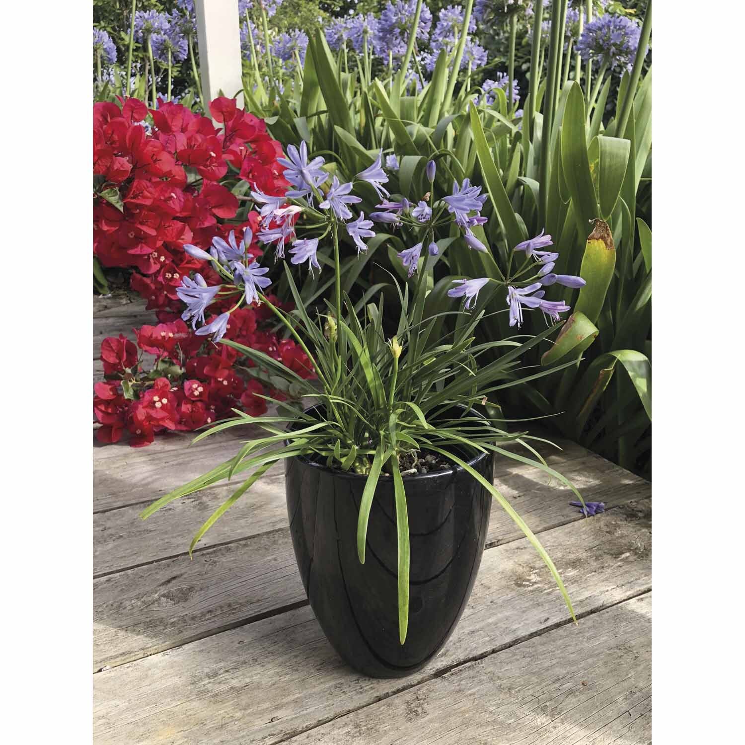 Agapanthus Mini Me