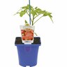 Heirloom Tomato Mortgage Lifter