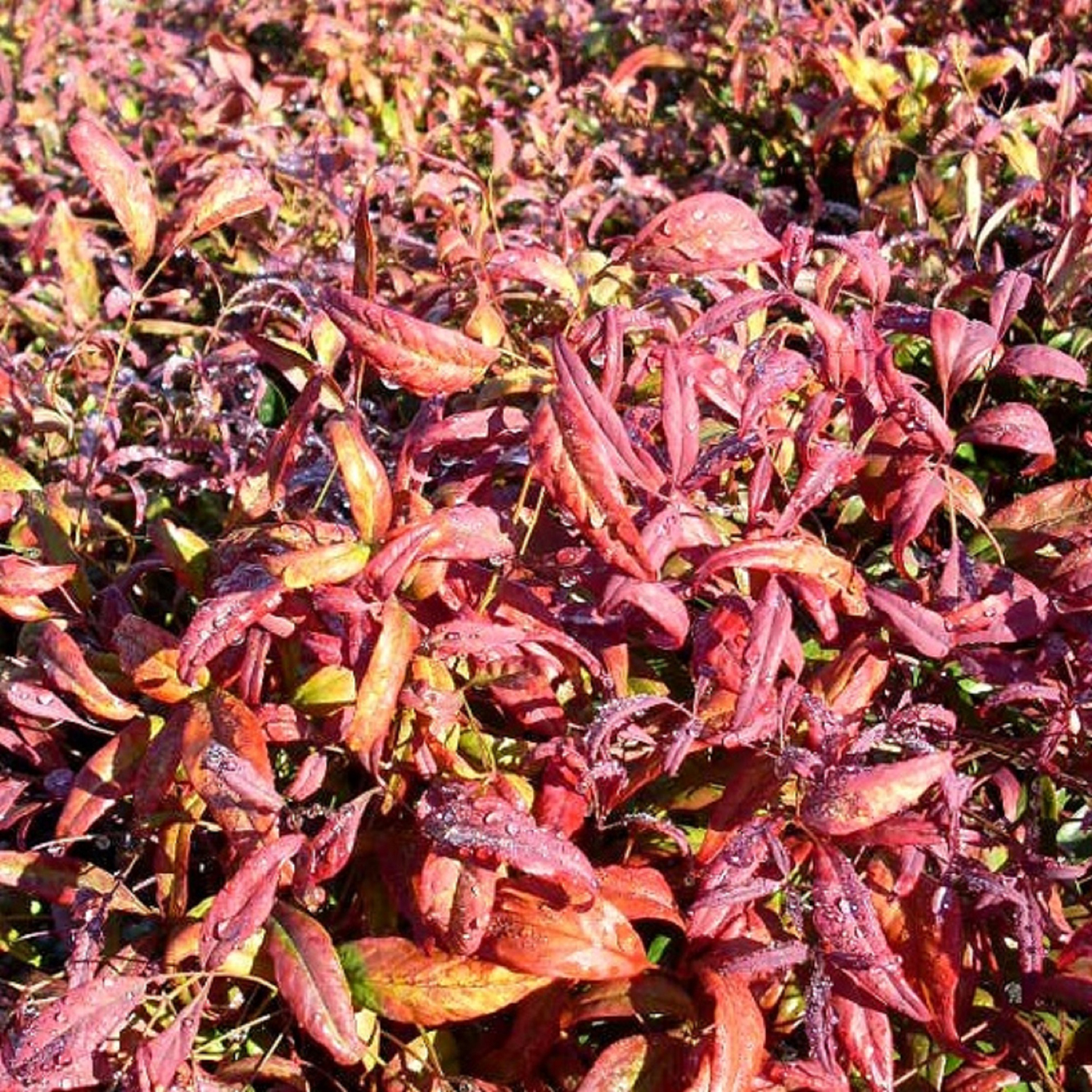Nandina Firepower