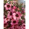 Leptospermum Wiri Shelley