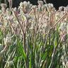 Anigozanthos Bush Diamond