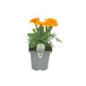Flowering Colour