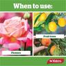 Flower & Fruit
