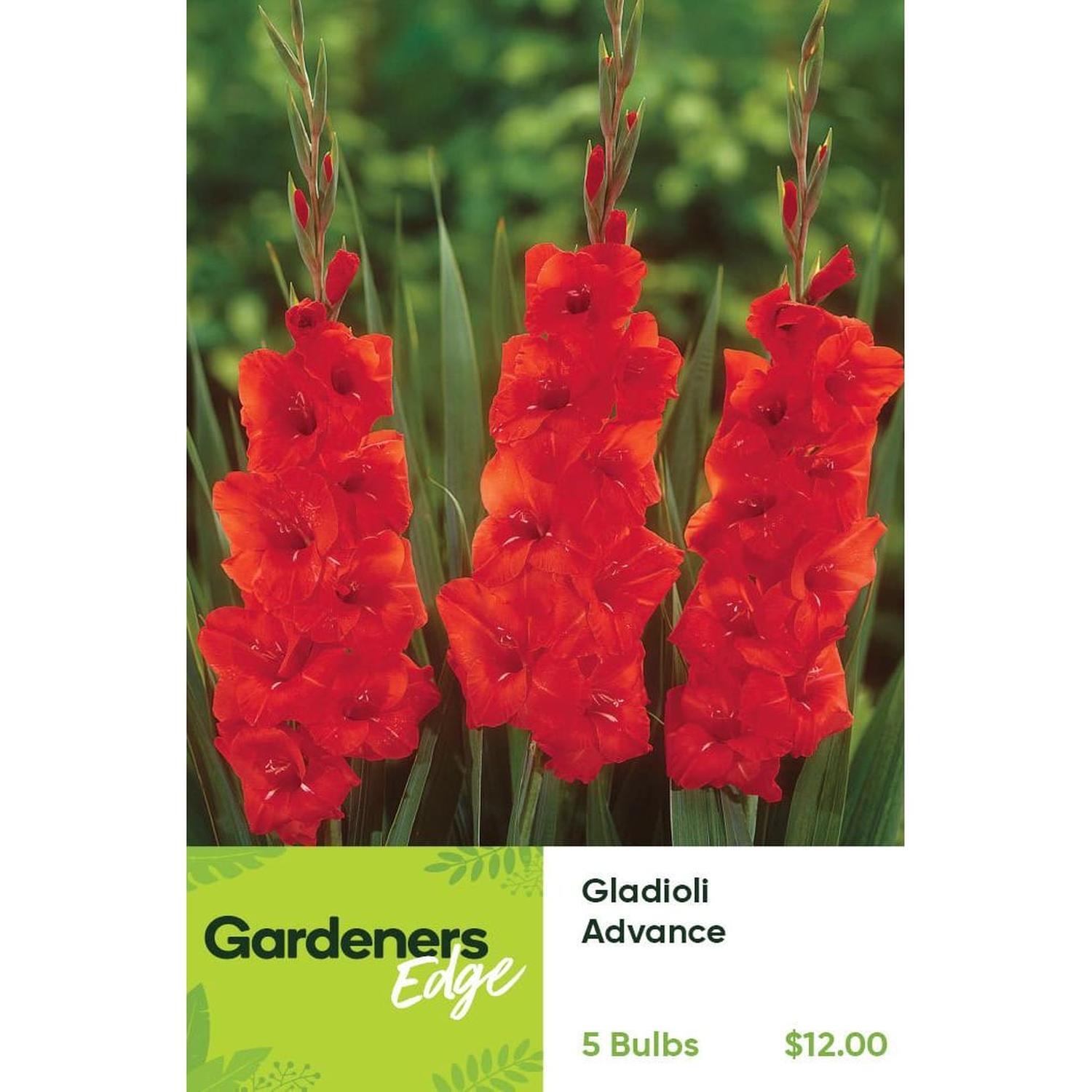 Gladioli Advance Pack of 5
