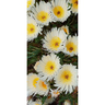 Mesembryanthemum Cameo