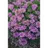 Monarda Pardon My Lavender