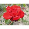 Rose Dublin Bay 4.7 litre