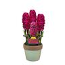 Gift Wrapped Hyacinth